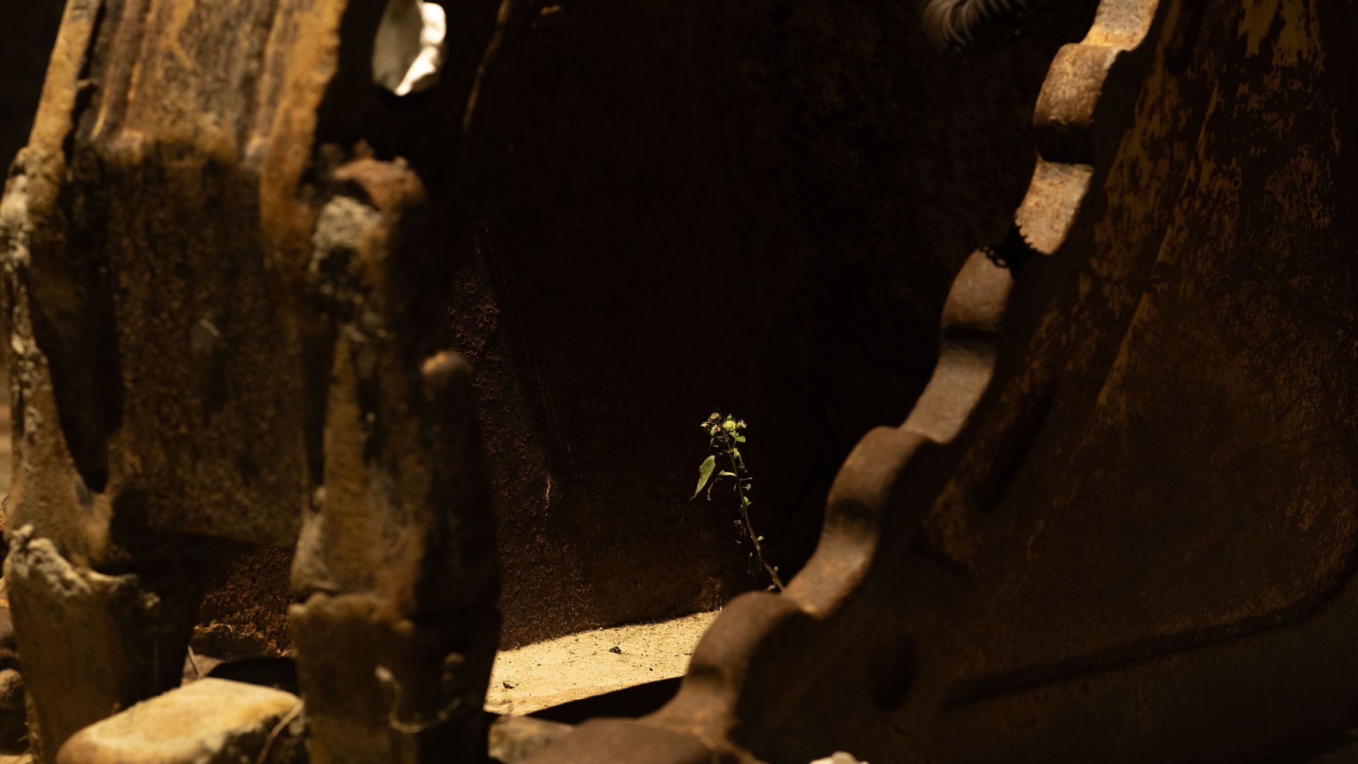 Macro view of rusted metal excavator tracks in dim light, with a small green flowering weed growing between them