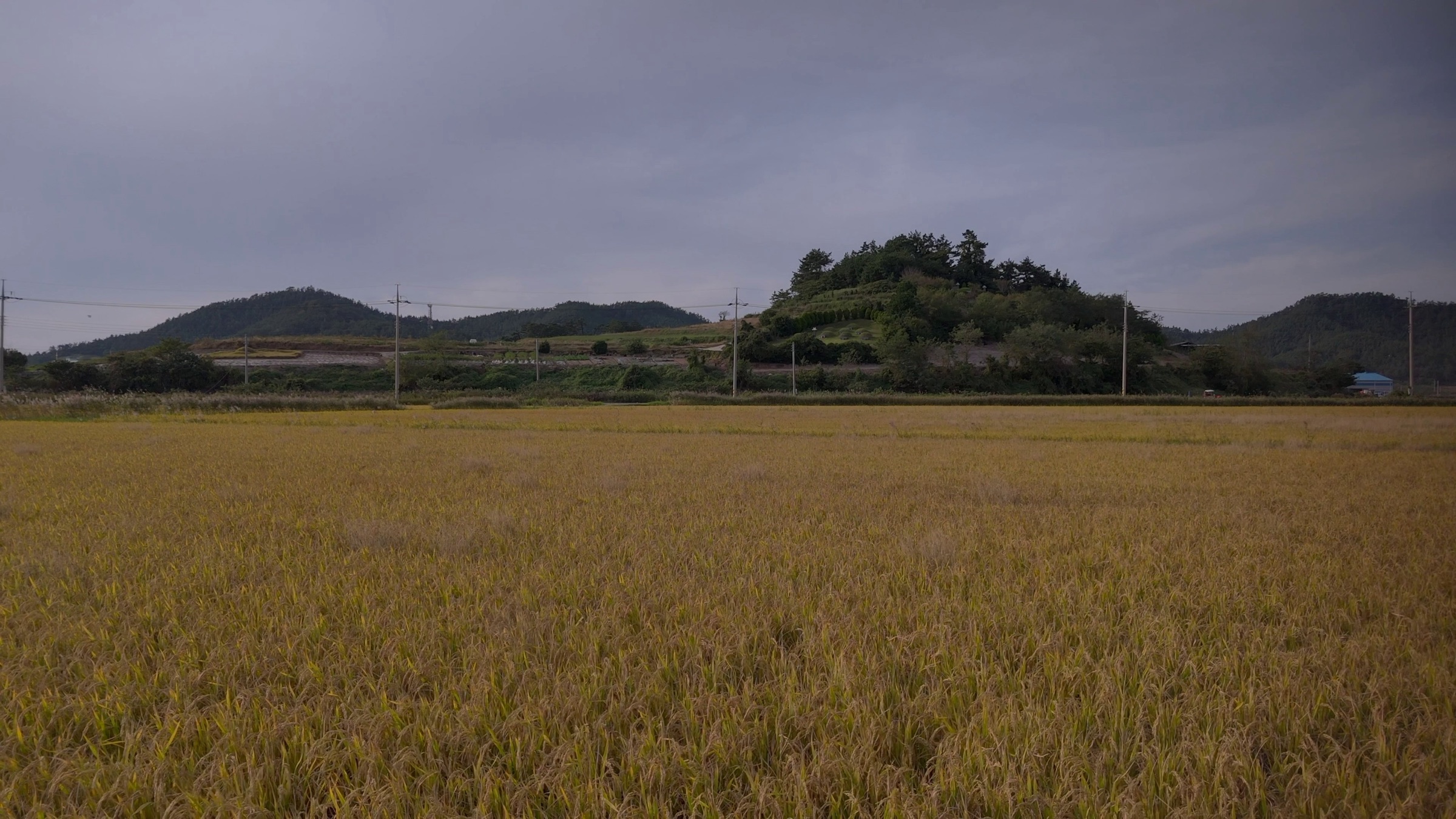 Golden rice field in the foreground with a tree-covered hill and power lines under an overcast sky