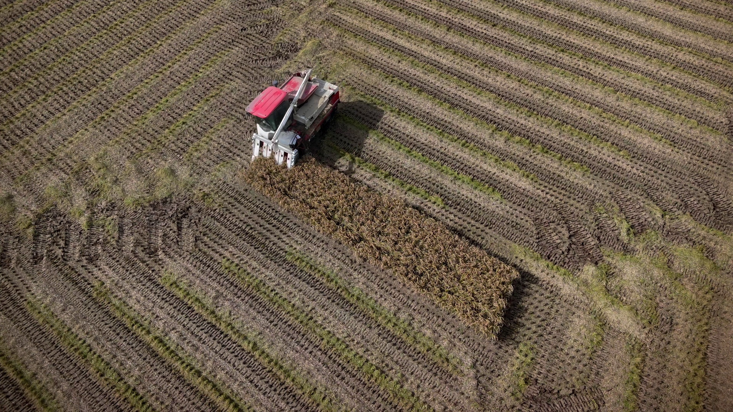 Video still of an aerial view of a red combine harvester cutting a row of crops in a field