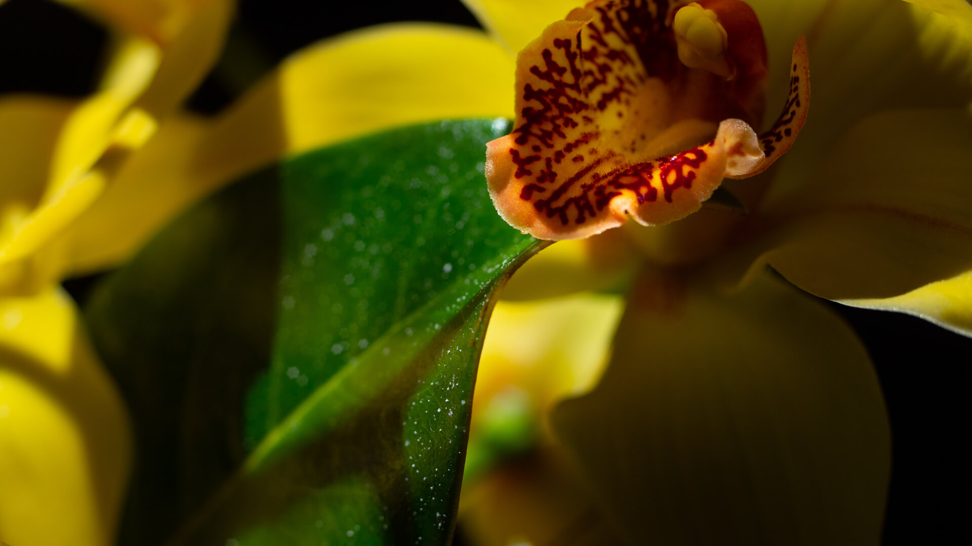 Macro photo of a yellow orchid flower with dark red speckled markings on its petal, green leaf beside it