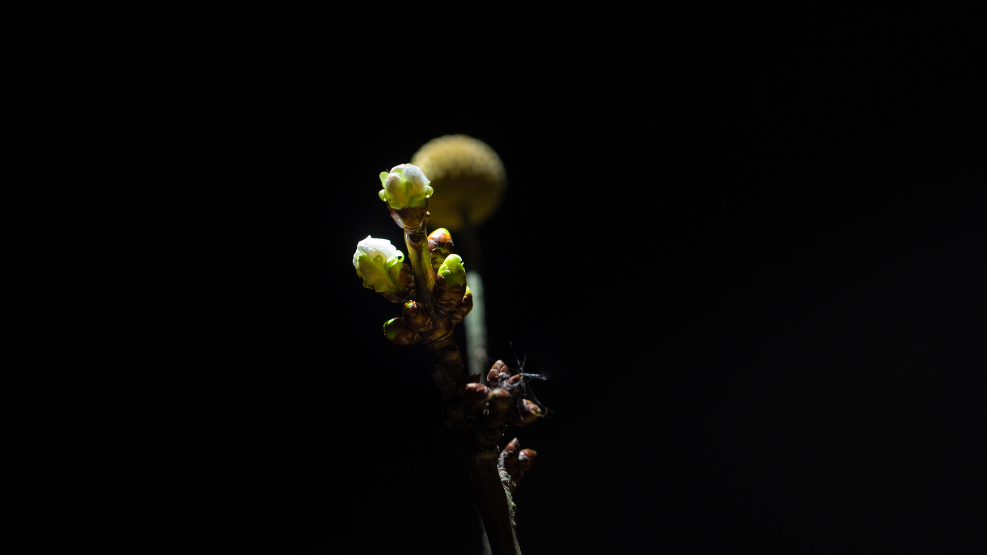 Macro photo of a budding plant stem with pale green and white buds against a black background